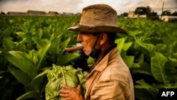 Agricultor cubano recoge la cosecha de tabaco en Viñales, Pinar del Río, en enero de 2022. (Yamil Lage/AFP)