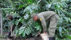 Crisis con el café en Cuba: "La libra sin tostar está a 500 pesos"