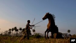 FOTO ARCHIVO. Un campesino enlaza un caballo en Artemisa. Con la ausencia de servicio eléctrico prolifera el vandalismo, el robo y el hurto y sacrificio de ganado. AP/Ramón Espinosa